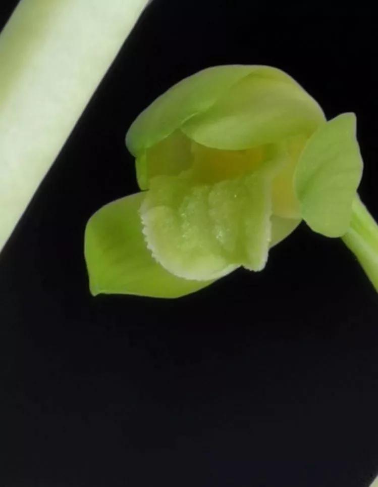 秦岭早年下山的一颗蕙兰荷素，后来成为传世名品