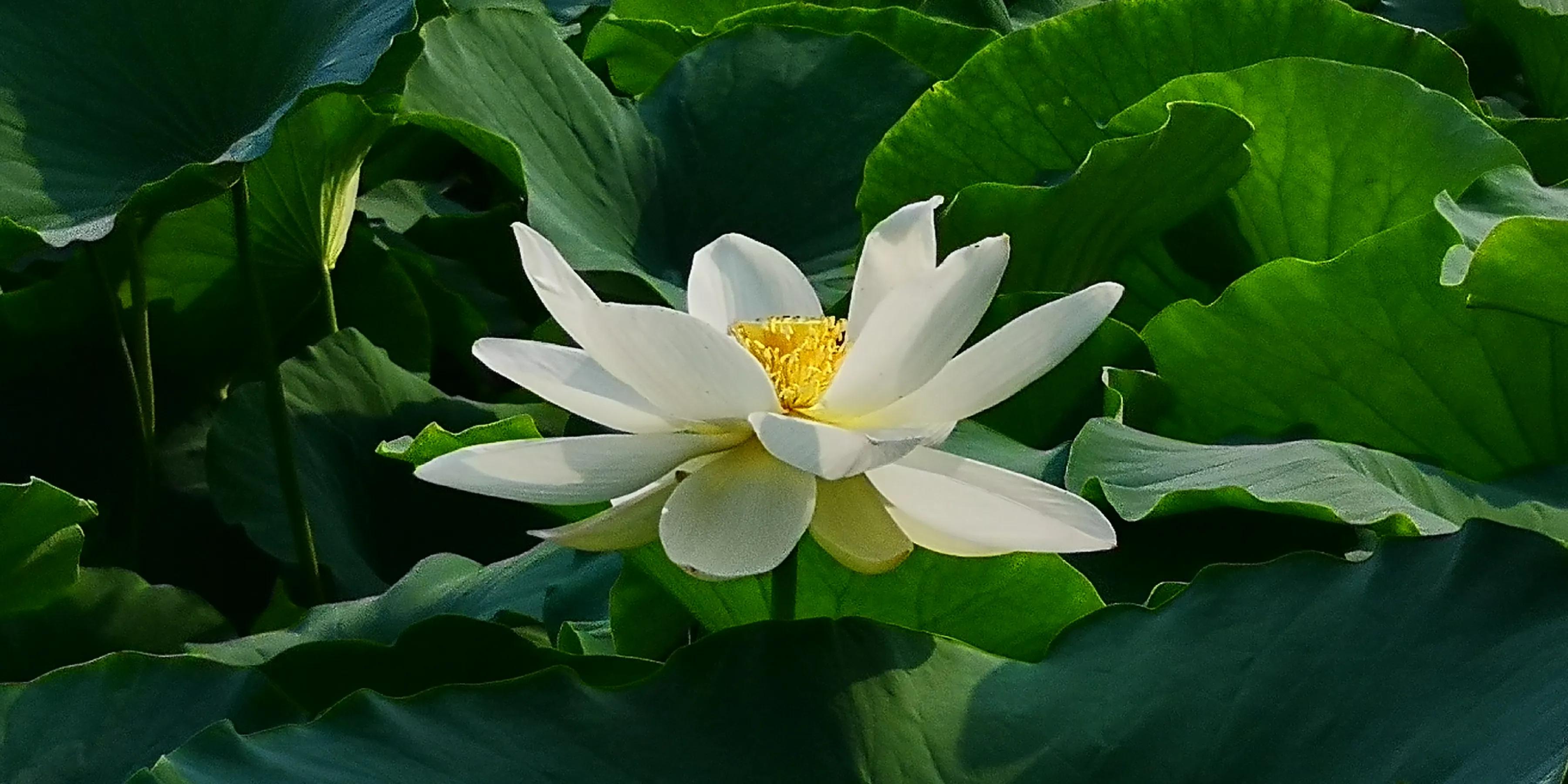 手拍世界作品集402期,2022年世界手机摄影大赛征稿