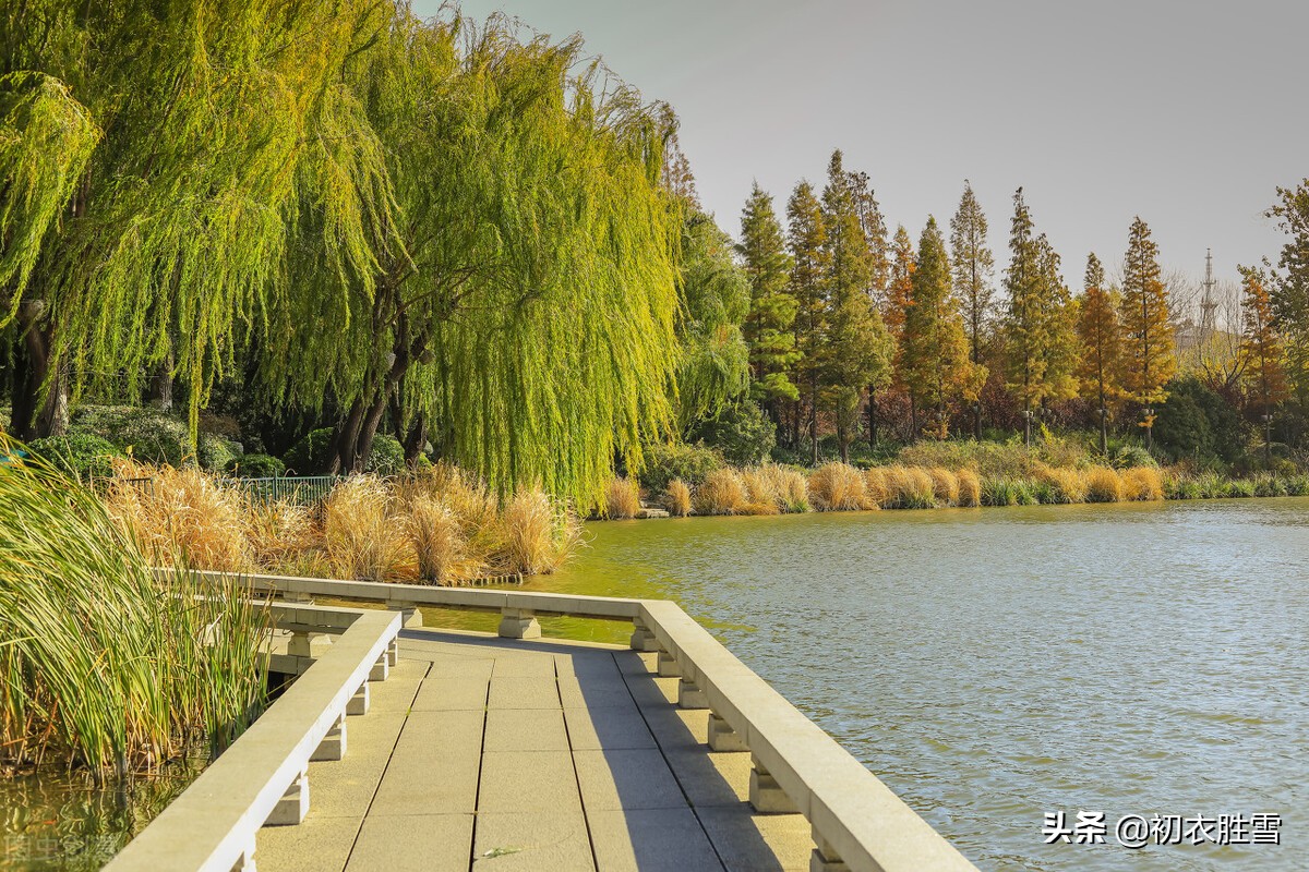 清美柔韧秋柳古诗四首，依旧明年二三月，小金山上看鹅黄