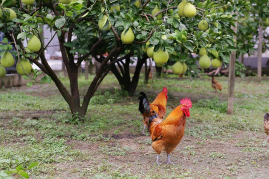 种养结合生态循环模式,新型农业模式种植什么最赚钱