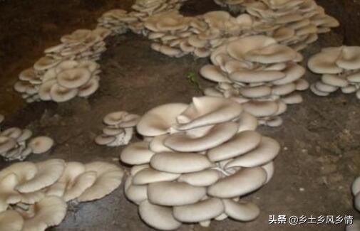 农民不外出打工只靠种地赚钱吗,不打工了回农村做什么才能赚钱呢