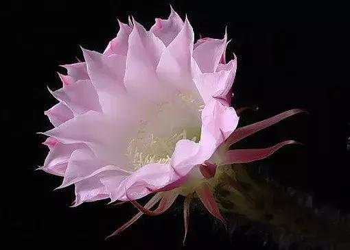 佛界的四大名花,佛前供花十种功德