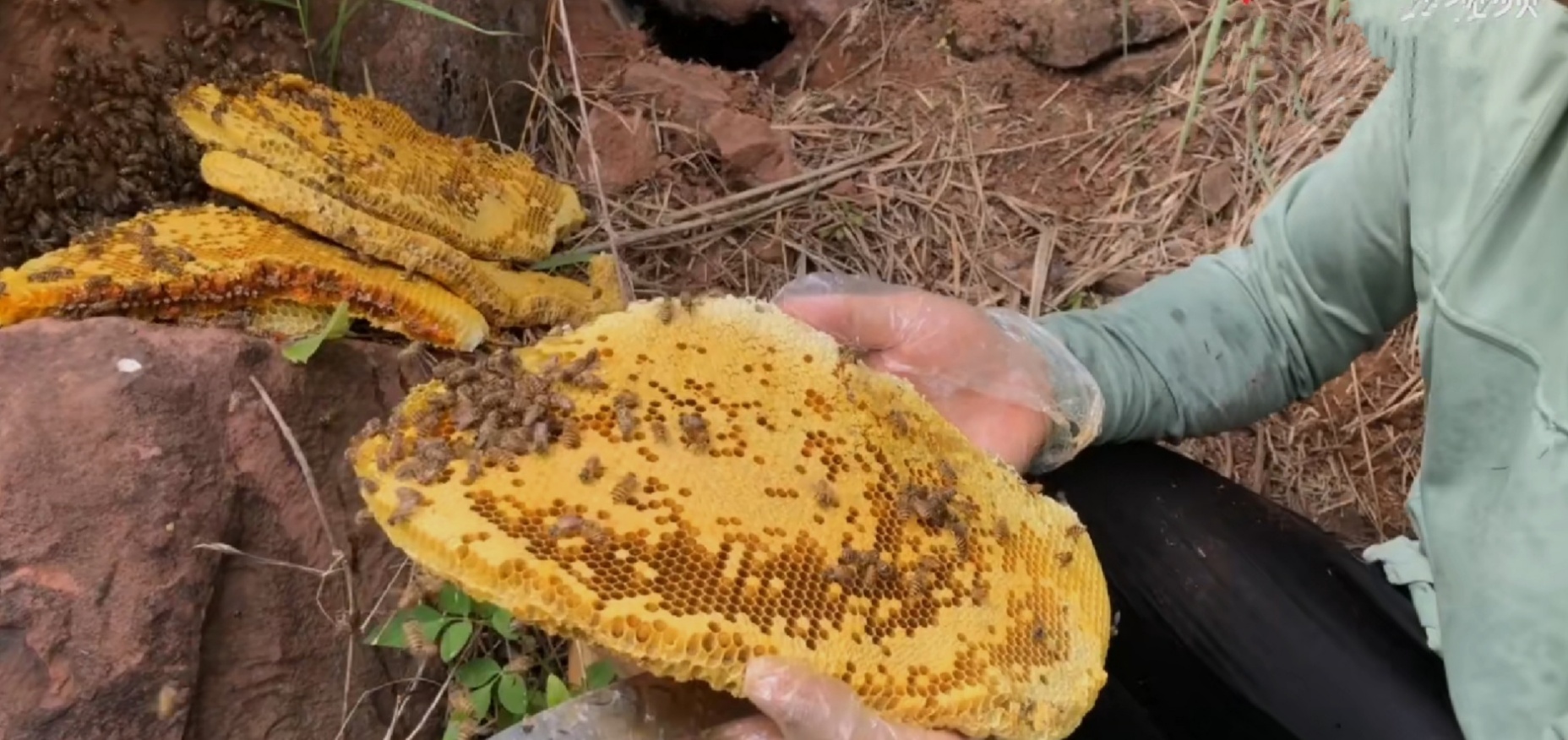 摘野生蜂窝吃蜜,荒山野岭野生蜂窝