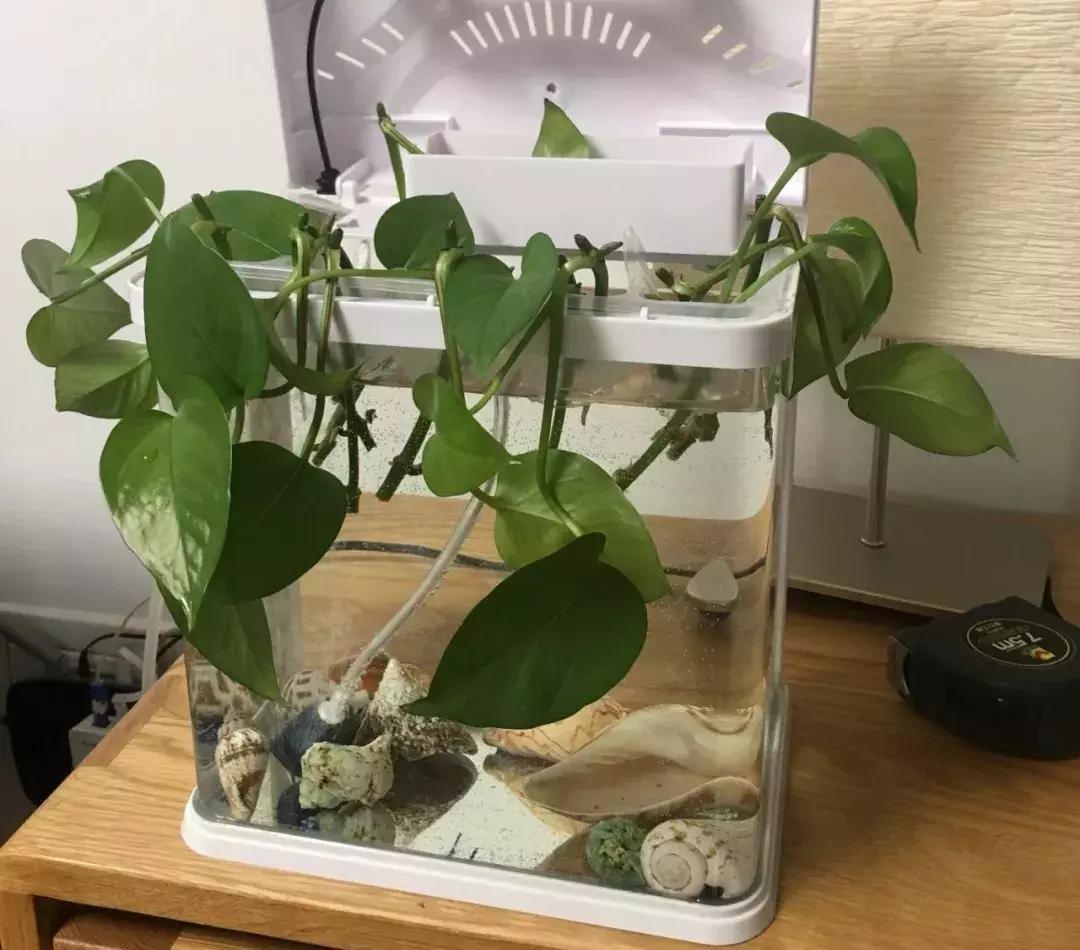 水培绿萝黄叶烂根的解决方法,水培绿萝烂根黄叶家庭小妙招