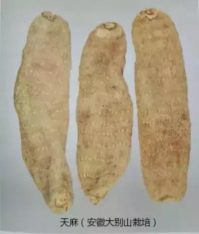 天麻的性状鉴别是什么,天麻的道地药材