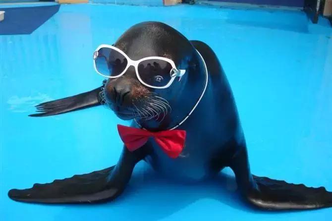 青岛极地海洋世界游玩趣事三年级,青岛极地海洋世界隐藏消费