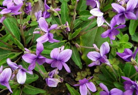 整合——28种青草药，赶快收藏备用！