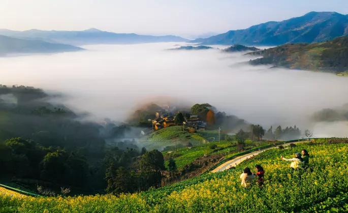 黄山踏青油菜花图片,黄山油菜花景观进入最佳观赏期