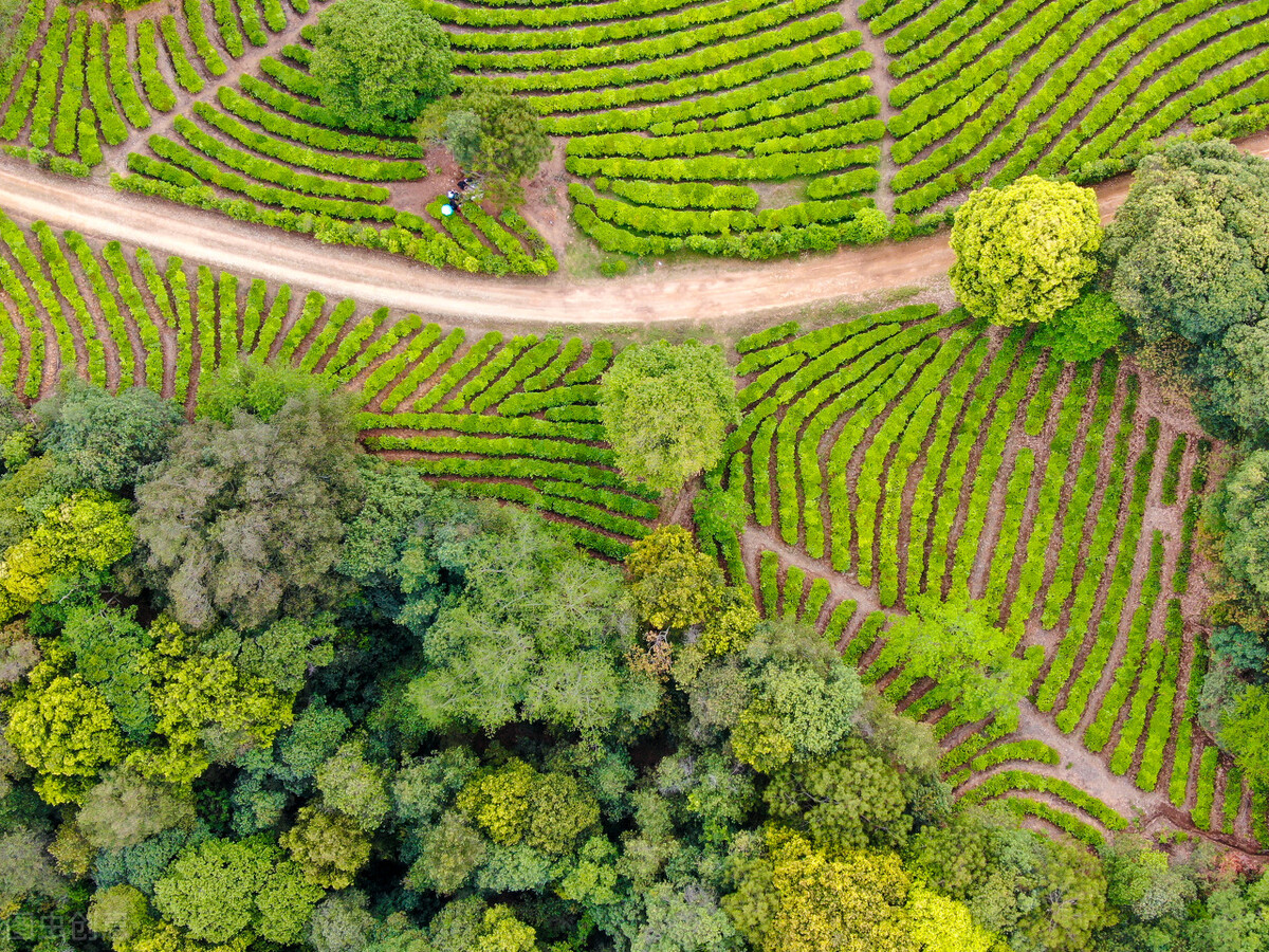 曝光过“古树茶”内幕,岩茶十大骗局茶叶排名