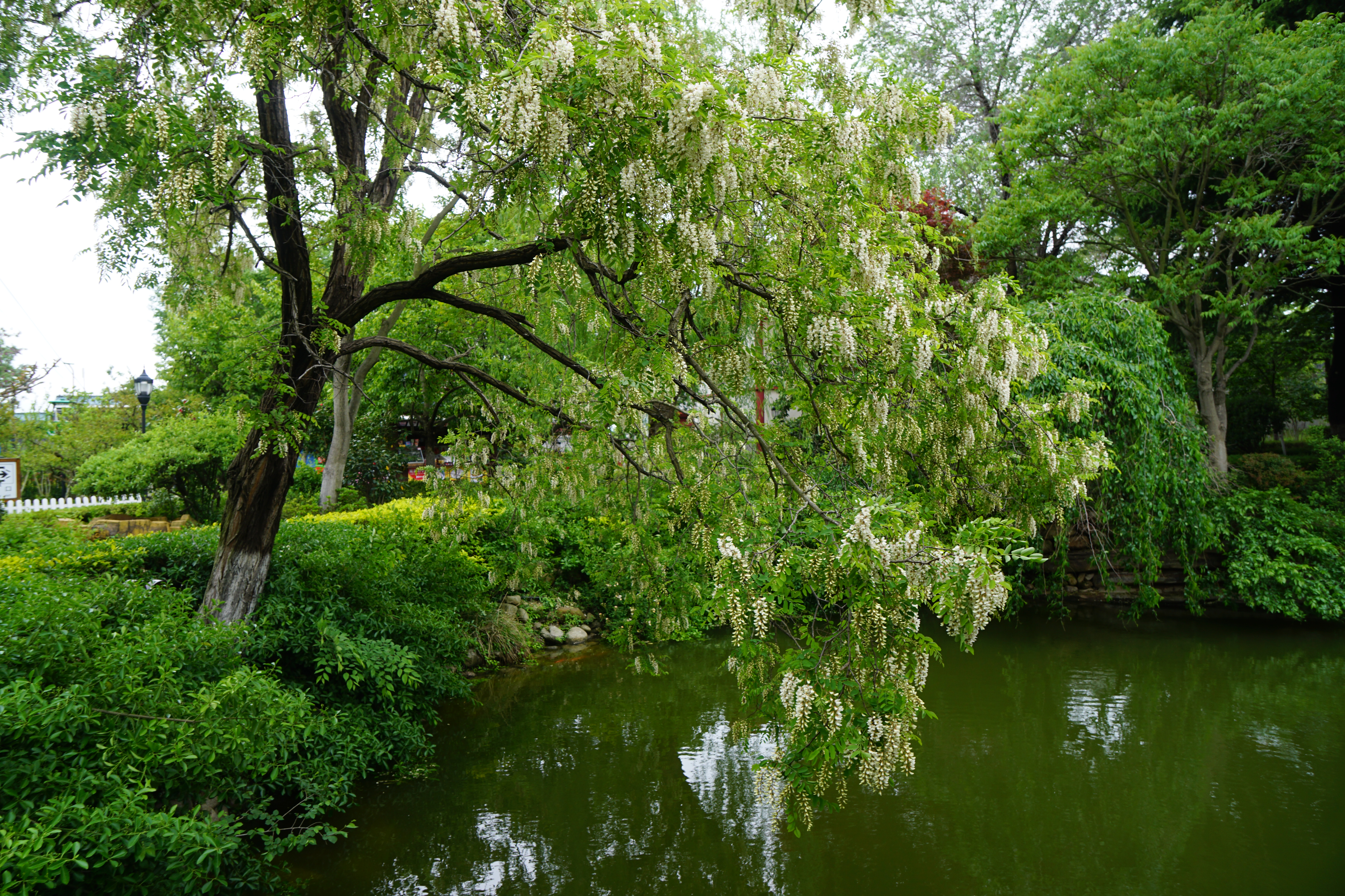 谁为《威海卫》谱曲（20-169）