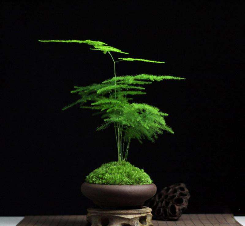 花语大全100种花的花语,100种象征着爱情的花的花语