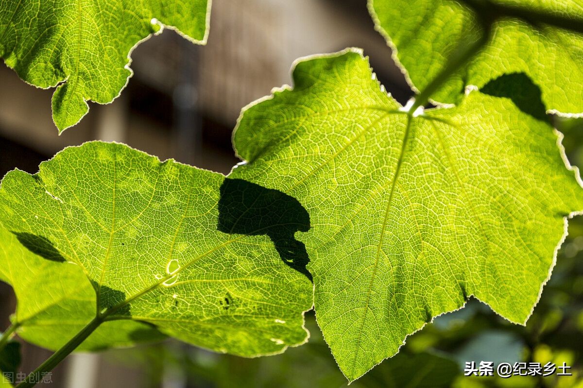 南瓜秧的头有什么好处,南瓜秧能吃吗它的功效是什么