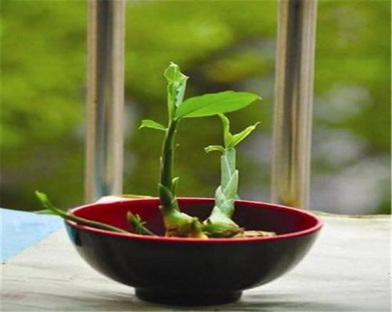 生姜养人的正确方法,生姜养人的方法