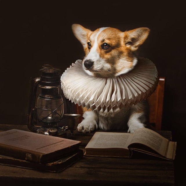 三个月柯基幼犬的喂养方法,柯基和柴犬怎么喂养啊视频