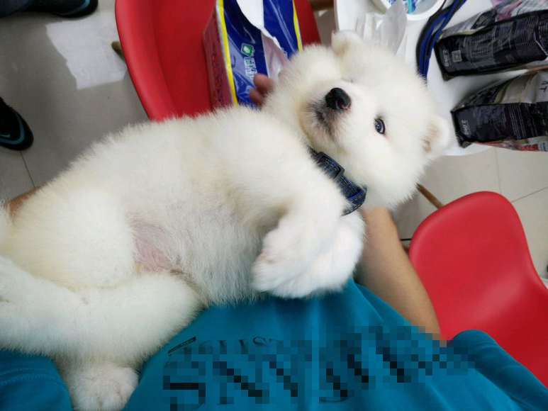 萨摩不幸患犬瘟后被弃，获救后“恩将仇报”，致力于拆家大业