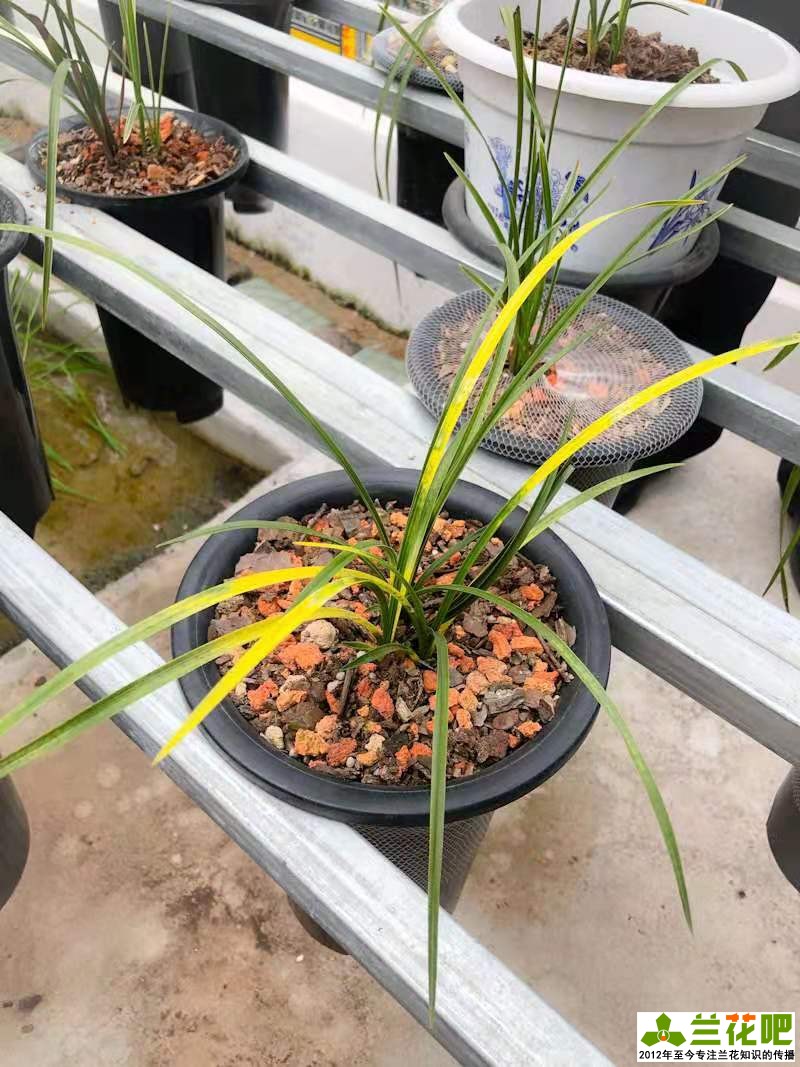 兰花换盆注意事项及养护,兰花怎么养才能快速爆盆