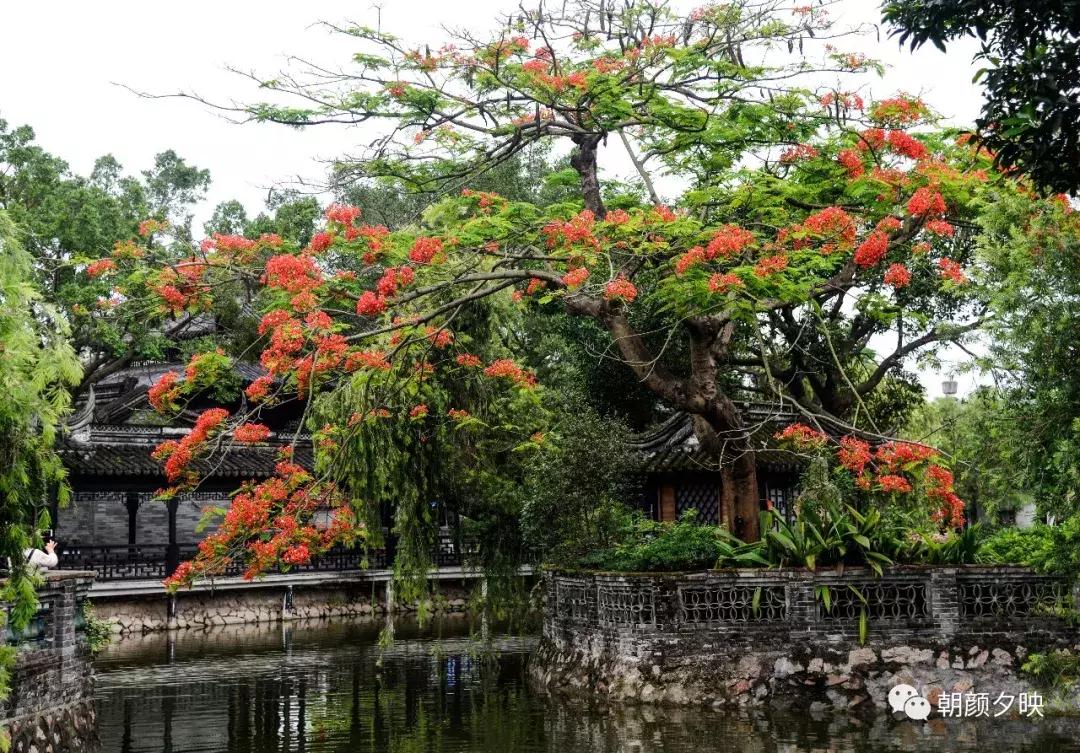 凤凰浴火时，盛夏晚晴天