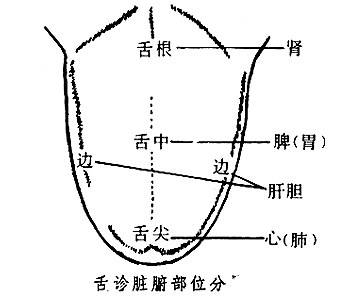 如何看舌头辨别健康状态,健康的舌头和不健康的舌头