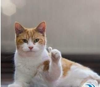 wildfieldhealth多喝水真的好吗,wildfieldhealth蛋白粉什么档次