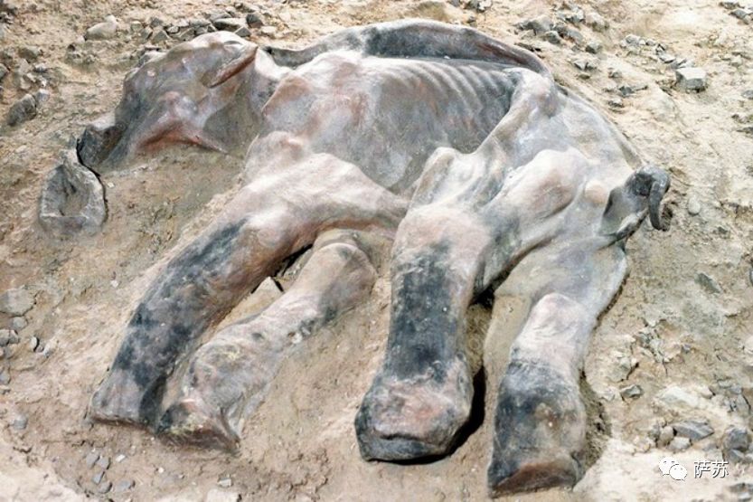 猛犸象灭绝是人类导致的吗,猛犸象灭绝原因的推测有几点