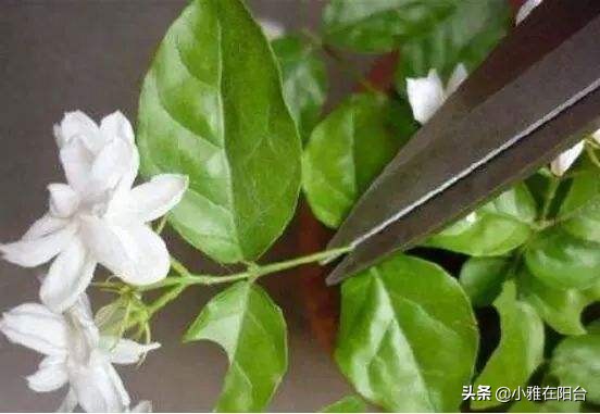 茉莉对肥水的要求,给茉莉上肥多久一次