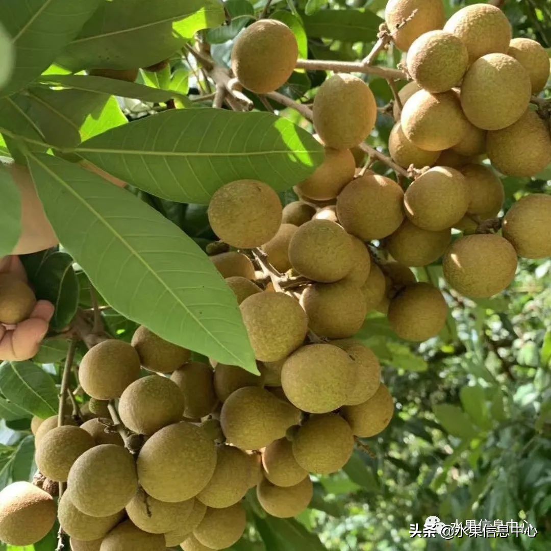 海南水果都有哪些品种图片及名称,海南水果上市时间表赶快收藏吧