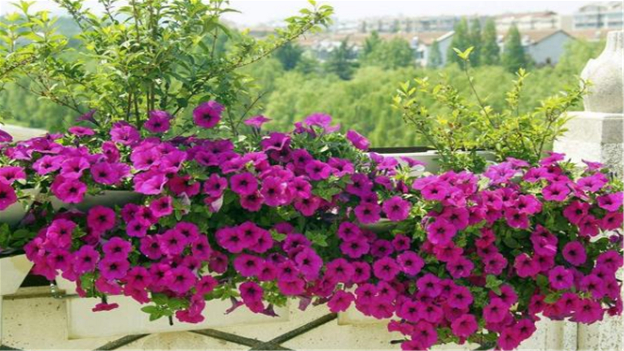 养花经常在土里遇到的害虫有哪些,养花不生虫害的植物