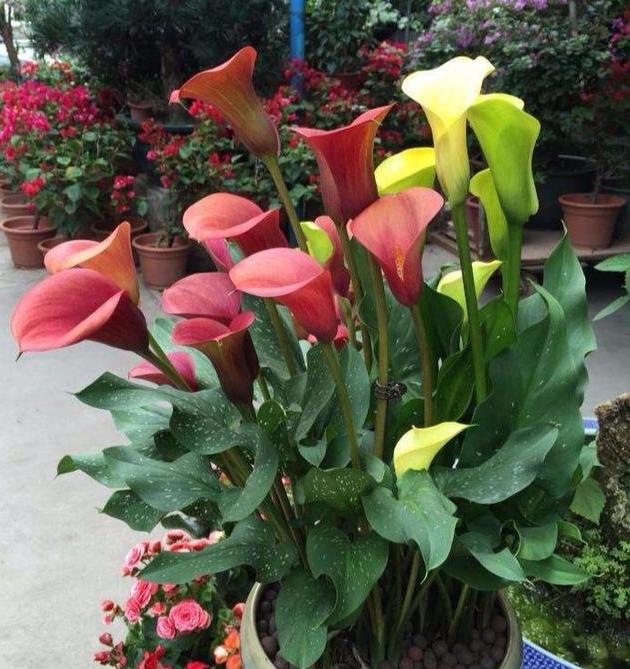 马蹄莲怎么养护什么时候开花呢,马蹄莲的养护方法快速开花