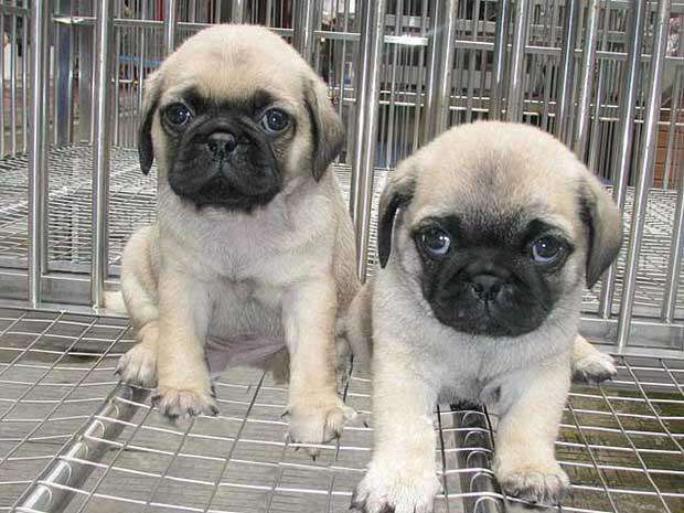 养巴哥的好处与坏处,养巴哥需要注意什么