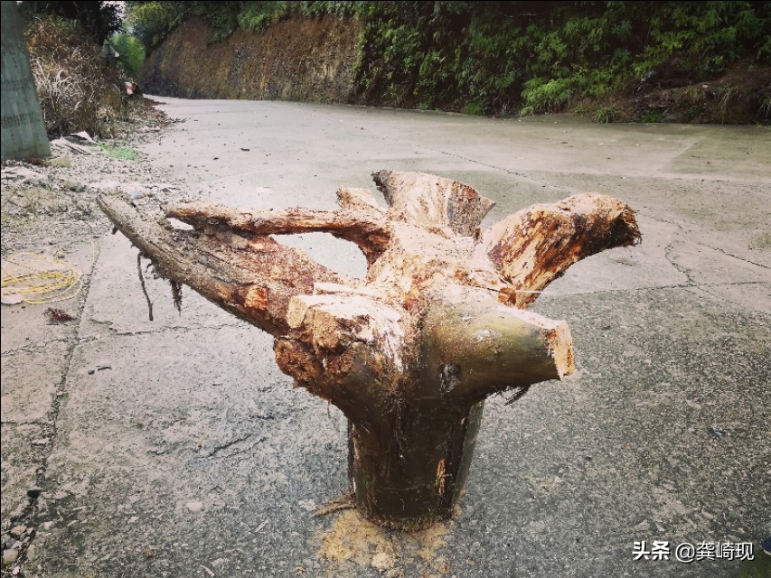 用根雕茶桌喝茶,根雕小茶桌泡茶