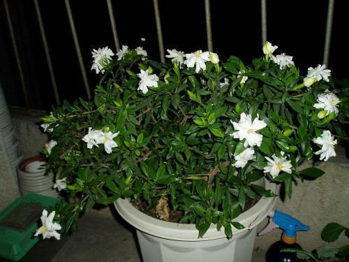 栀子花水大了叶子发黄怎么办,栀子花叶子发黄干叶家用方法