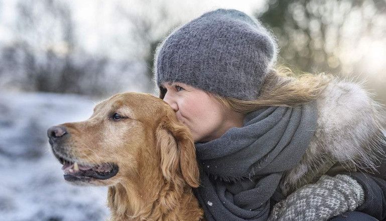 养金毛犬的6大益处,养金毛犬的注意哪些细节