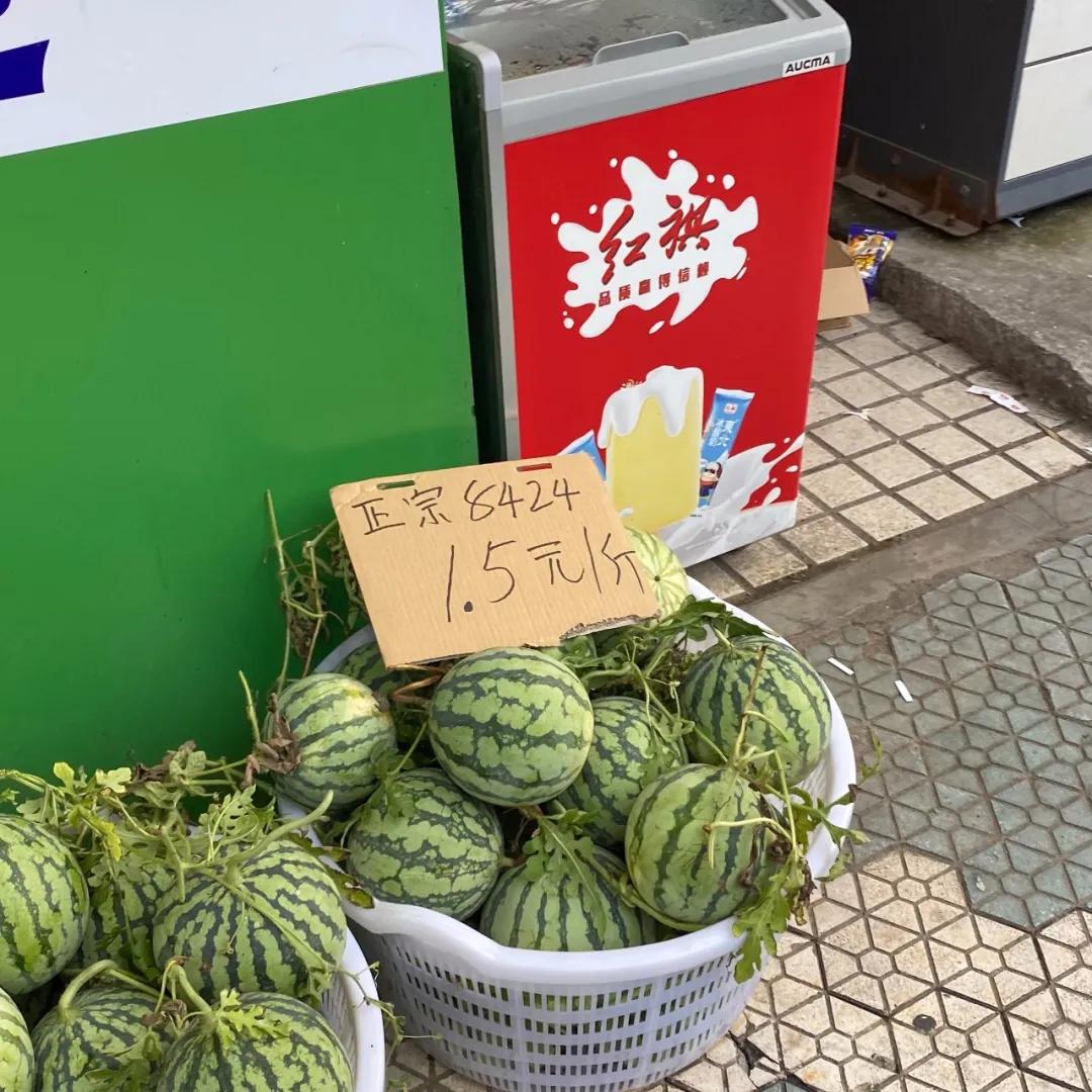 8424西瓜的技术秘密,8424西瓜试验了多长时间