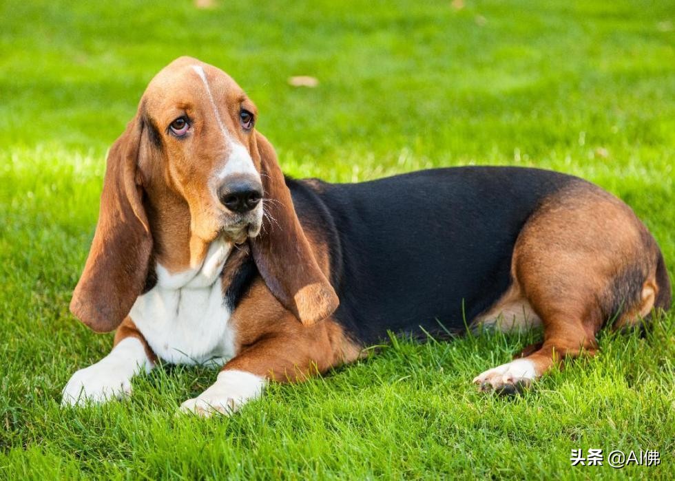 最古老的十大犬种,犬种历史的起源