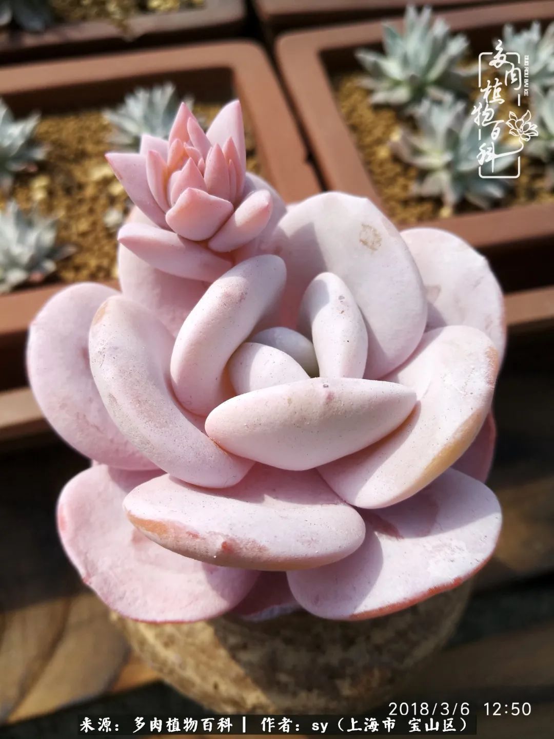 包邮区能养出状态的多肉,包邮区多肉养不死的品种