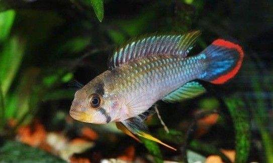 养观赏鱼小知识大全,养观赏鱼知识大全