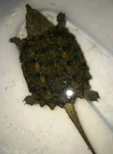 云养猫真的有必要吗 (真正的云养猫)