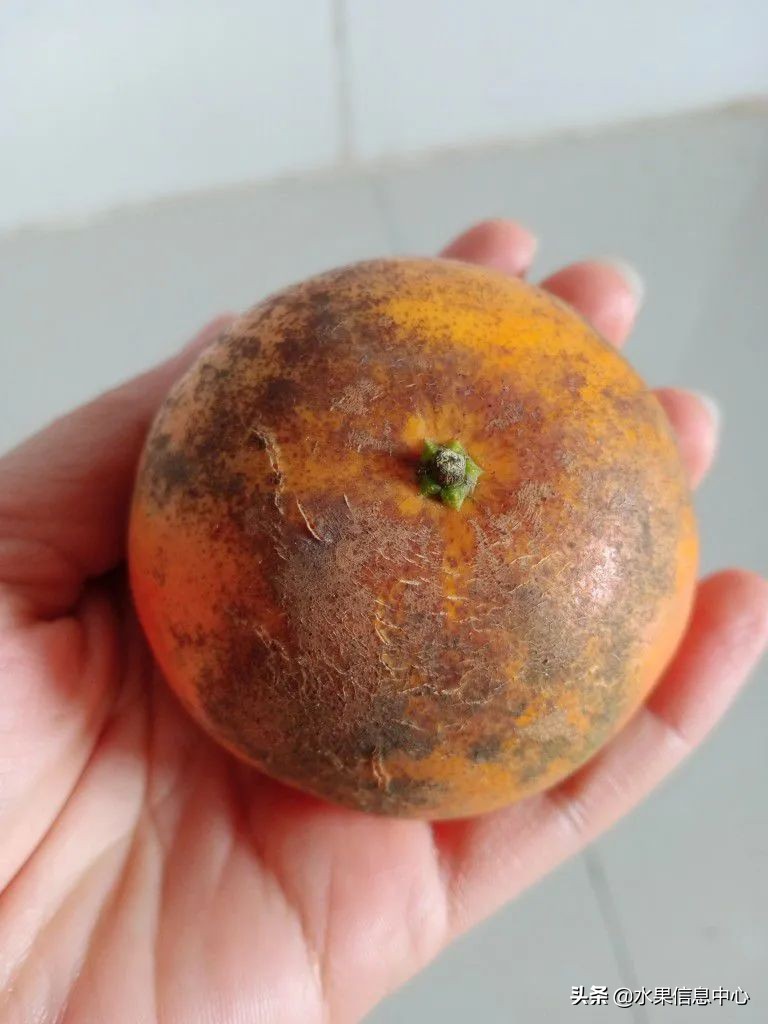 国内好吃的热带水果有哪些,小众水果推荐