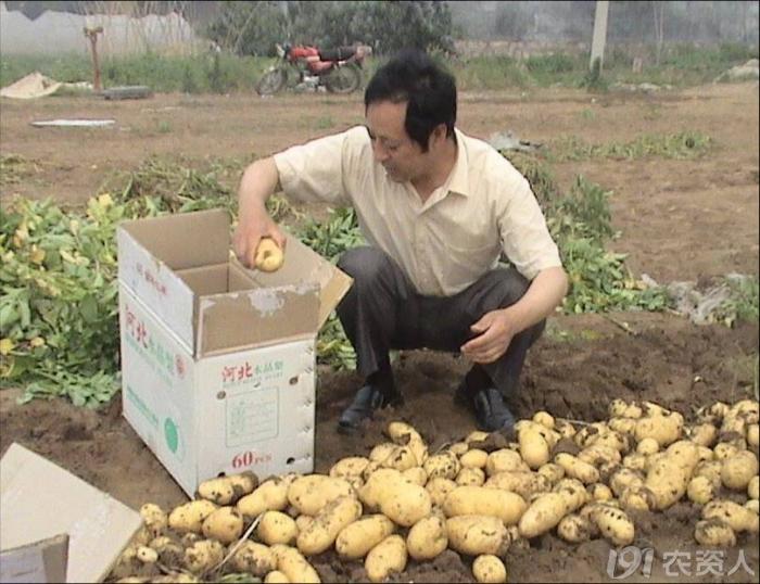 马铃薯主要栽培技术要点,马铃薯地膜覆盖高产栽培技术