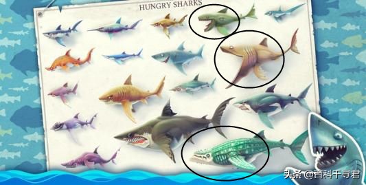 鲨鱼家族中最大的鲨鱼,鲨鱼家族哪个鲨鱼最大