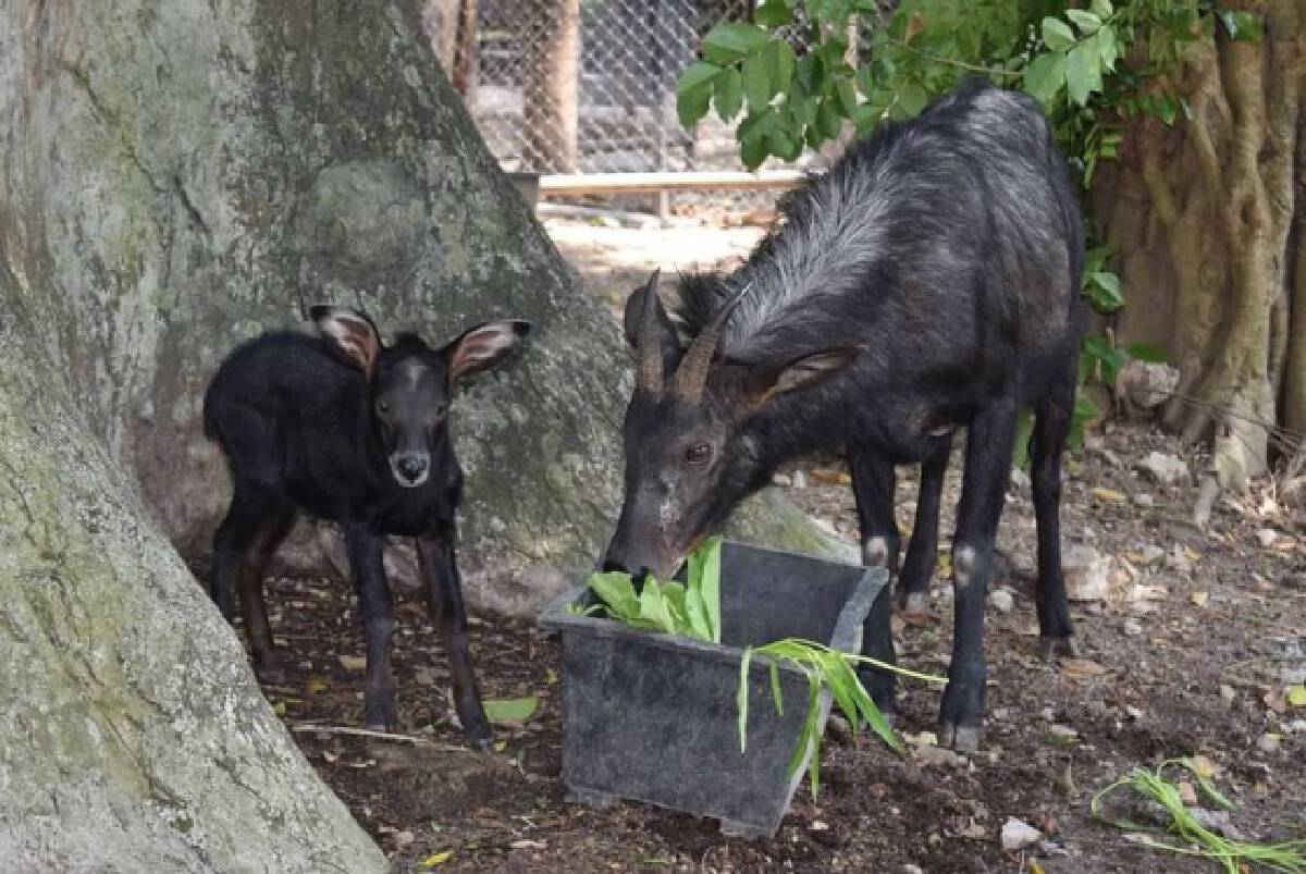 长着羊角和狮子一样的神兽,白色的像鹿像牛一样的神兽