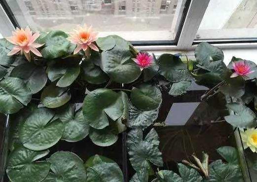 盆栽睡莲的养殖方法和注意事项,睡莲犹如亭亭玉立的少女