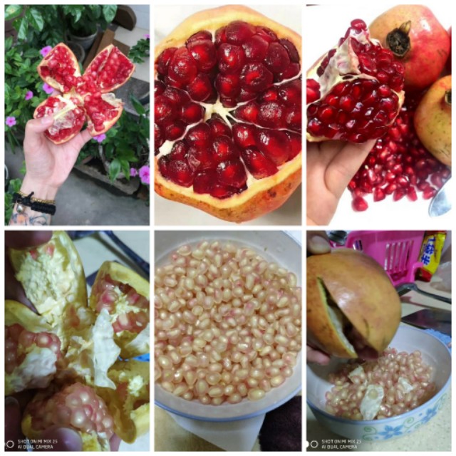 突尼斯软籽红石榴产地价格,突尼斯软籽红石榴助农