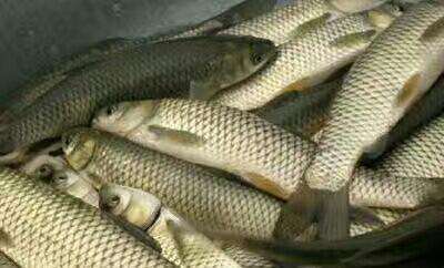 现在草鱼批发多少钱一斤,草鱼现批发价格