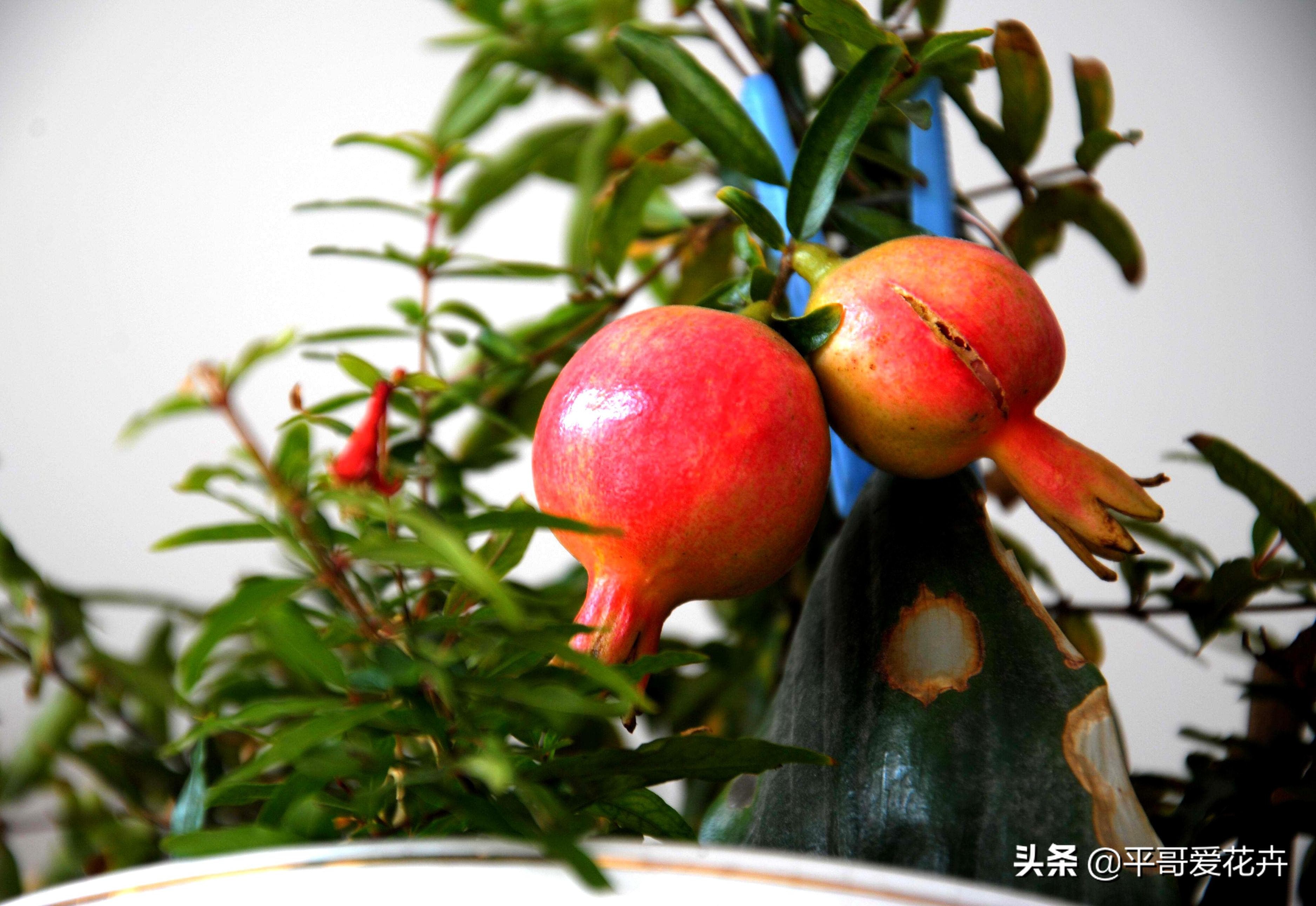 果树如何提前开花提前挂果,盆栽快速挂果的果树