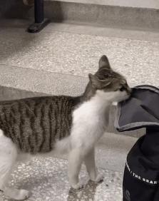 一到毕业季，我们大学的校猫就疯了哈哈哈