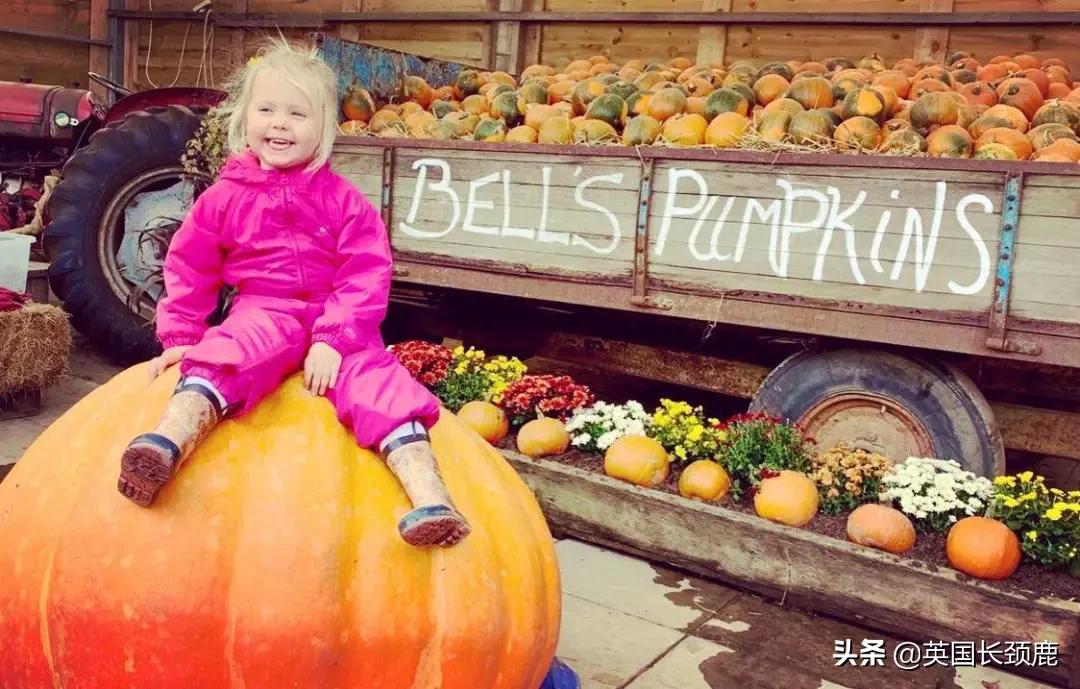 南瓜大作战攻略,南瓜大作战有几个地点