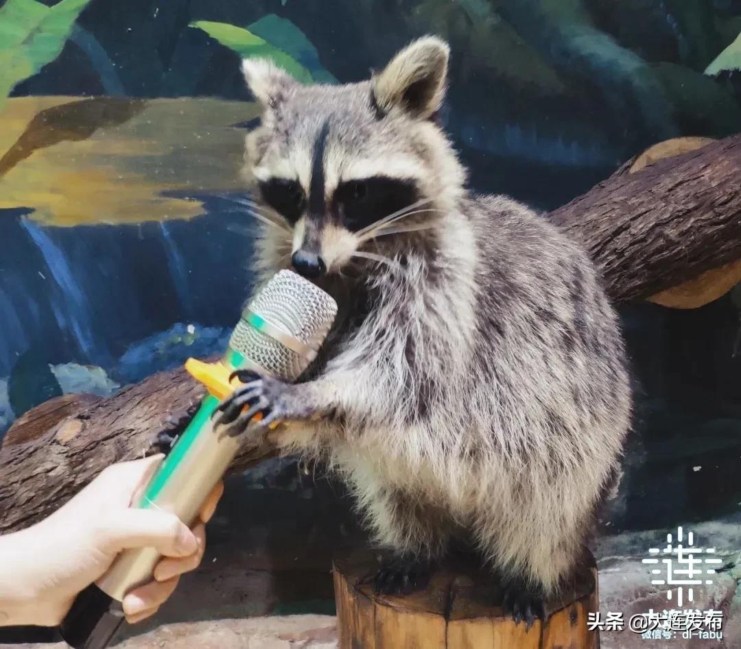 大连旅游景点三天两夜攻略,大连旅游全攻略免费景区