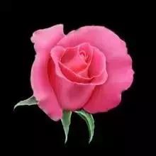 520情人节祝福送上真的太美了,最新的520情人节