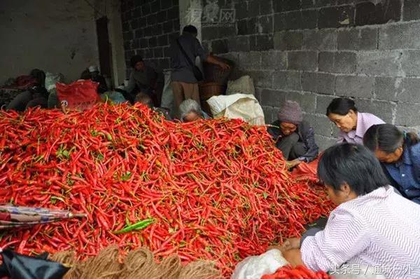 农村致富点子100例,带村里人致富的经典案例